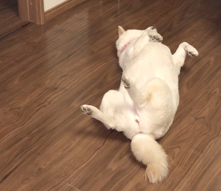 仰向けの柴犬