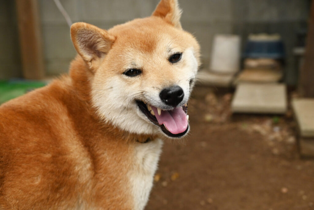 柴犬