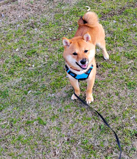 見上げている柴犬