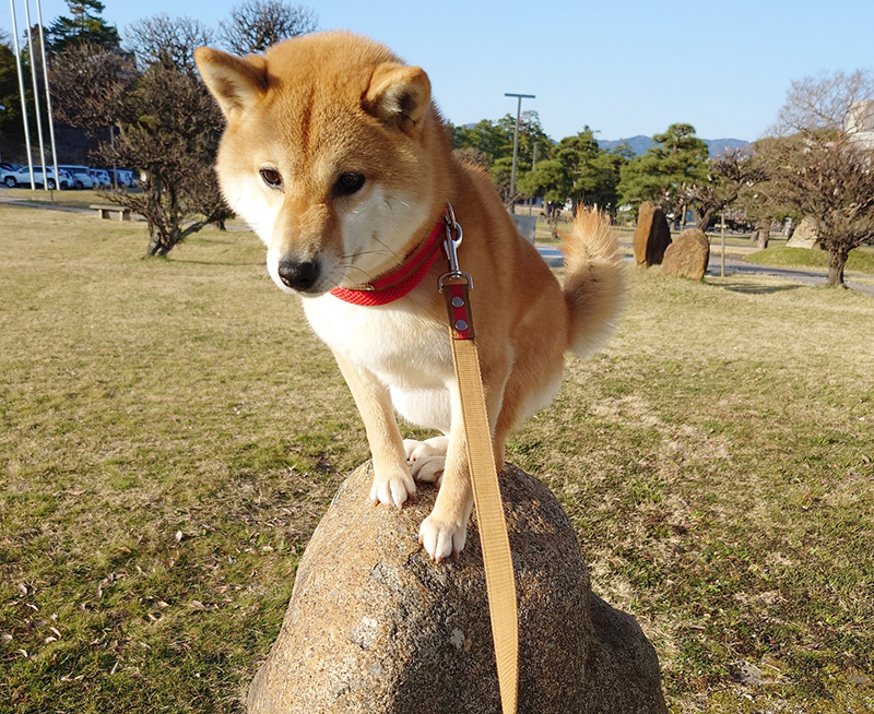 石の上の柴犬