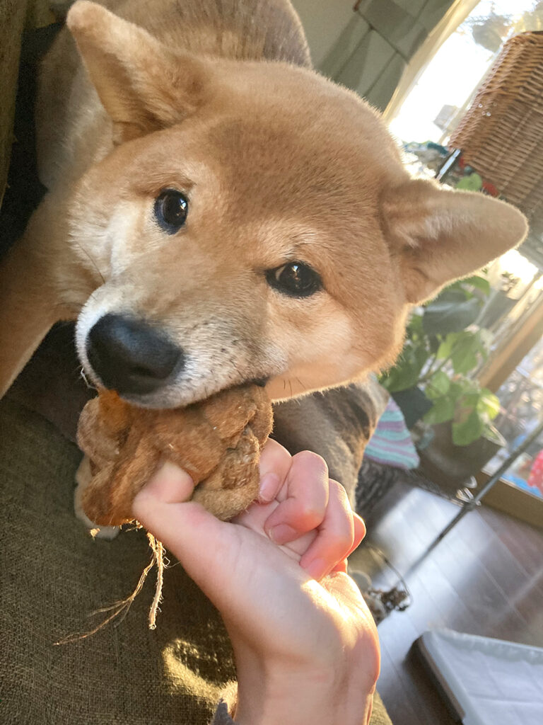 おもちゃをかじる柴犬
