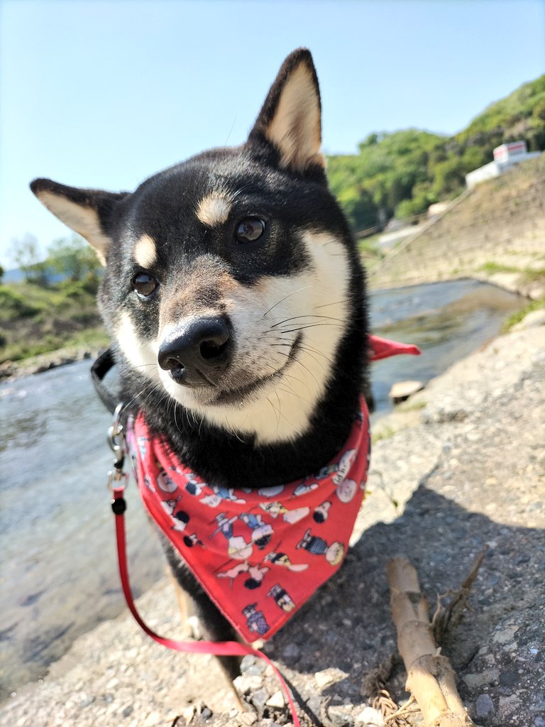 バンダナをつけた柴犬