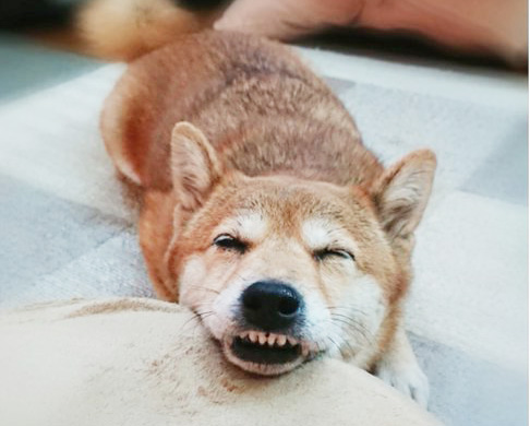 柴犬