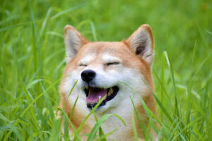 草の中で笑顔の柴犬