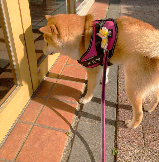 ドアの前の柴犬