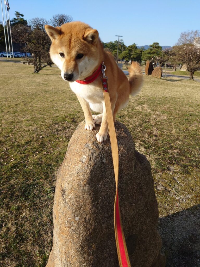 石の上の柴犬