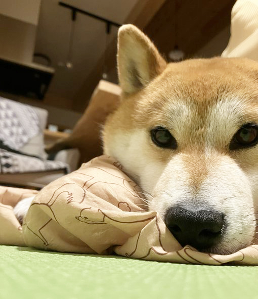 枕にあごをのせる柴犬