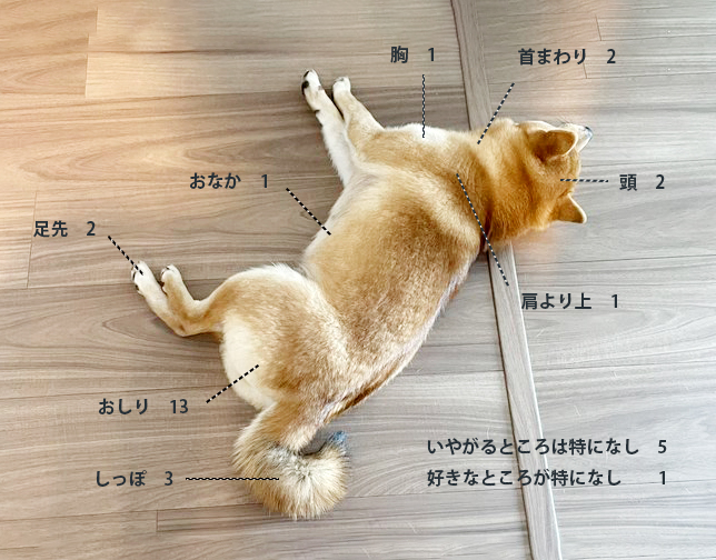 柴犬がさわられたくない部位