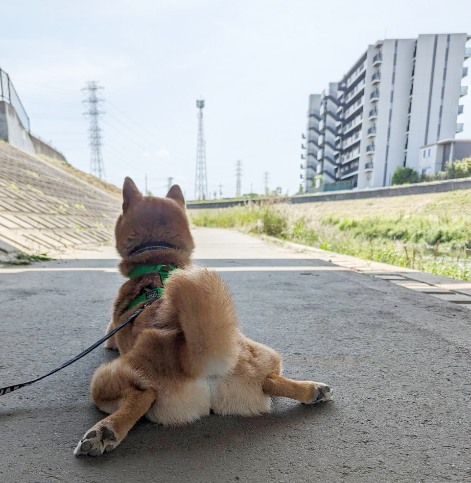 柴犬の後姿