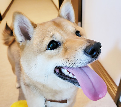 柴犬