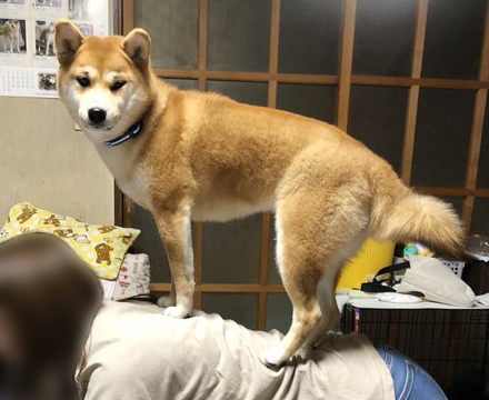 飼い主に乗る柴犬