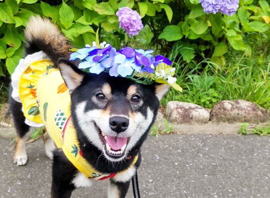 アジサイと柴犬