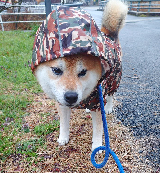 カッパを着た柴犬