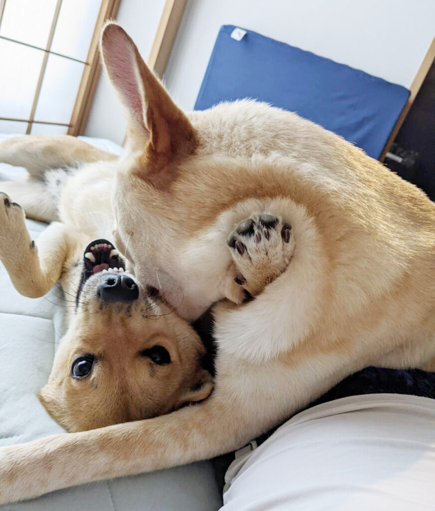 じゃれる柴犬