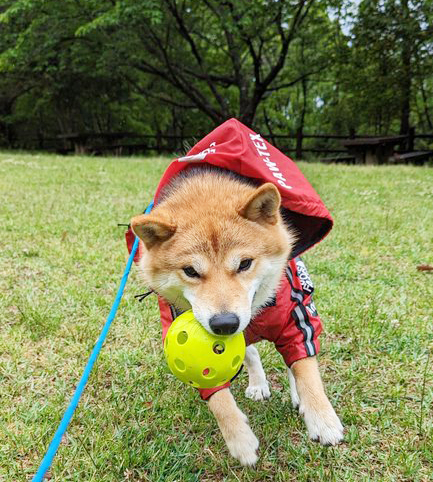 ボールで遊ぶ柴犬