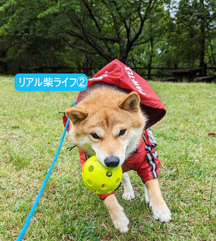 ボールで遊ぶ柴犬