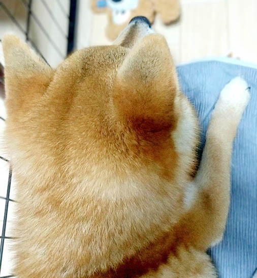 柴犬