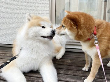 秋田犬と柴犬