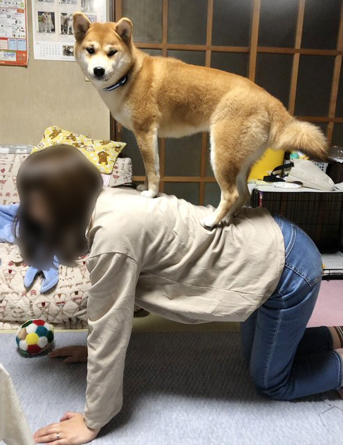 飼い主に乗る柴犬