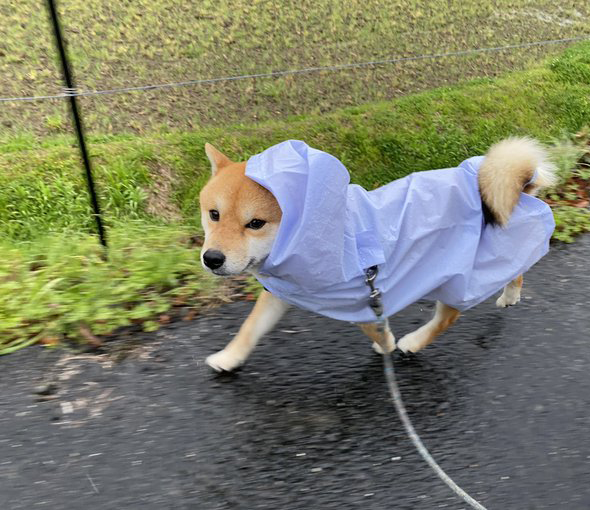 雨の中を歩く柴犬