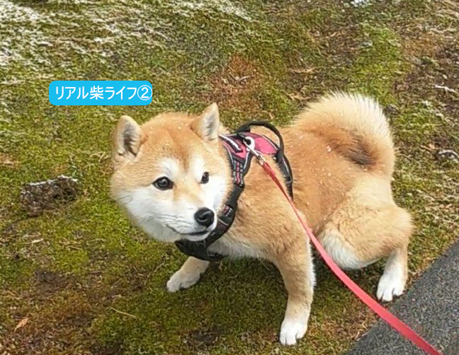 ウンする柴犬