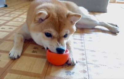 おもちゃを噛む柴犬