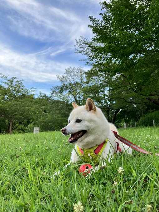 野原の柴犬