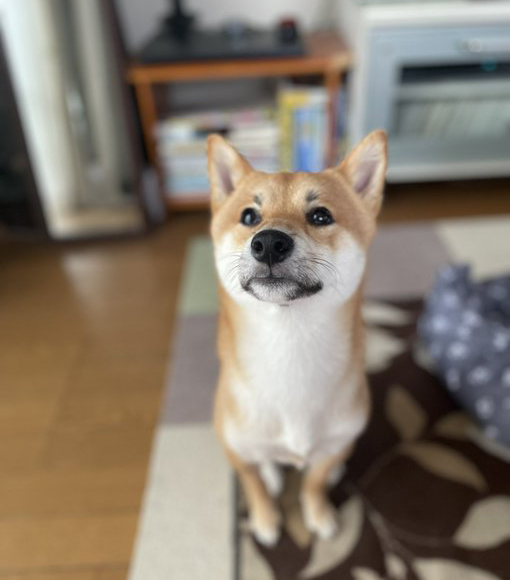 見上げる柴犬