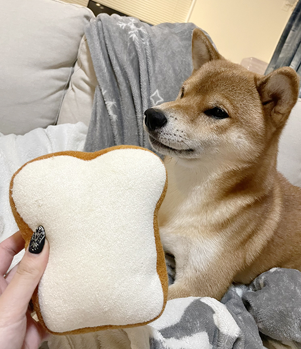 おもちゃと柴犬