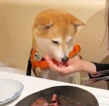 お肉を食べる柴犬