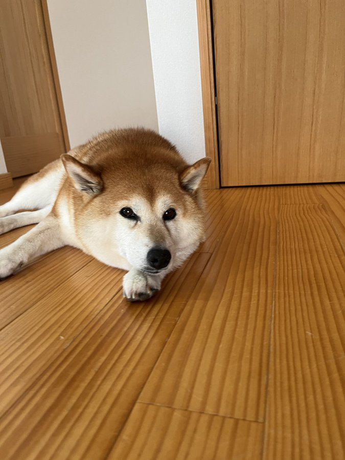 寝そべる柴犬