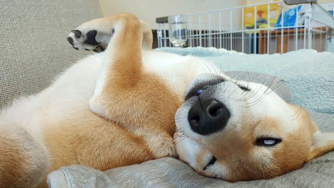 柴犬の寝顔