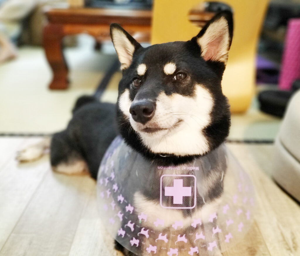 エリザベスカラーをつけた柴犬