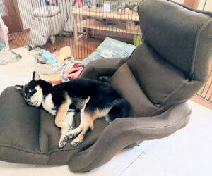 椅子で寝る柴犬