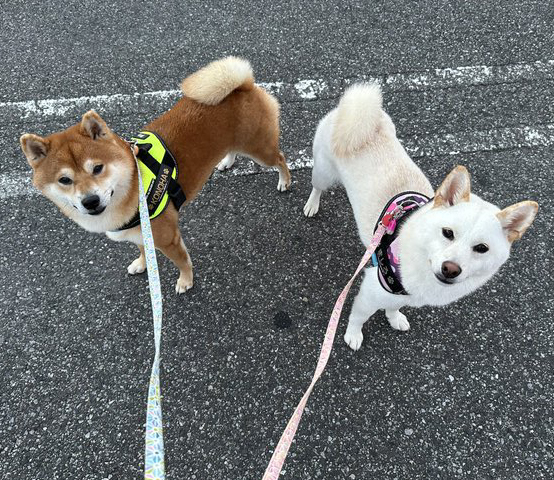 柴犬赤と白