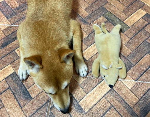 柴犬とぬいぐるみ