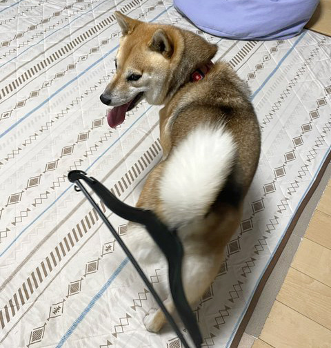 柴犬