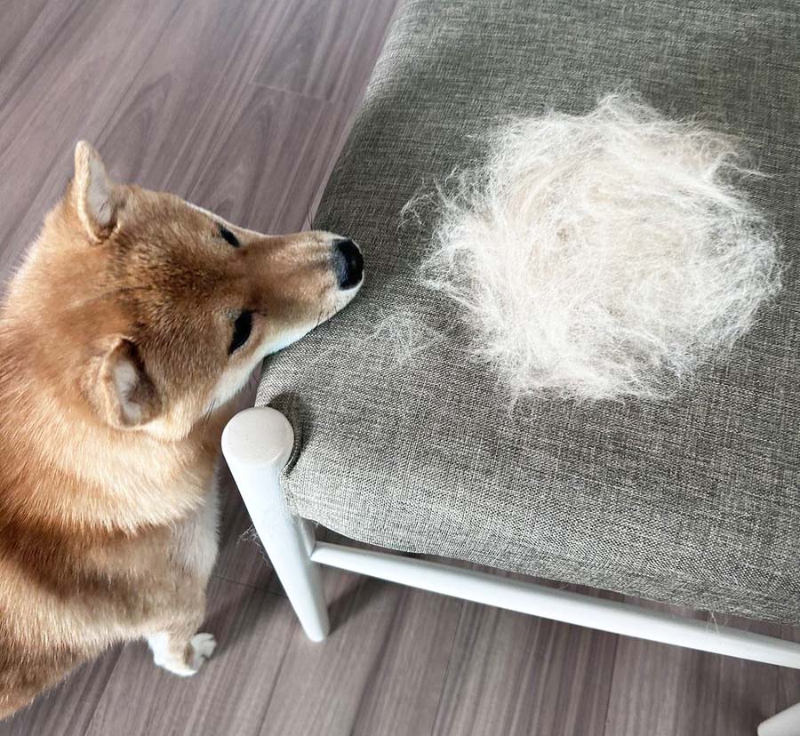 柴犬と抜け毛