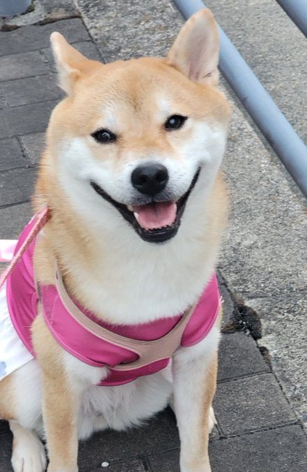 柴犬