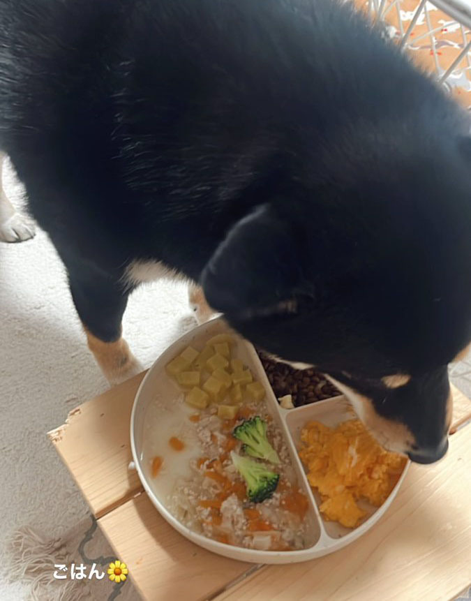 ごはんを食べる柴犬
