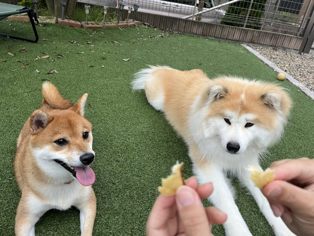 柴犬と秋田犬