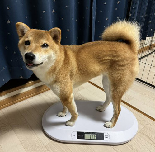 体重を測る柴犬