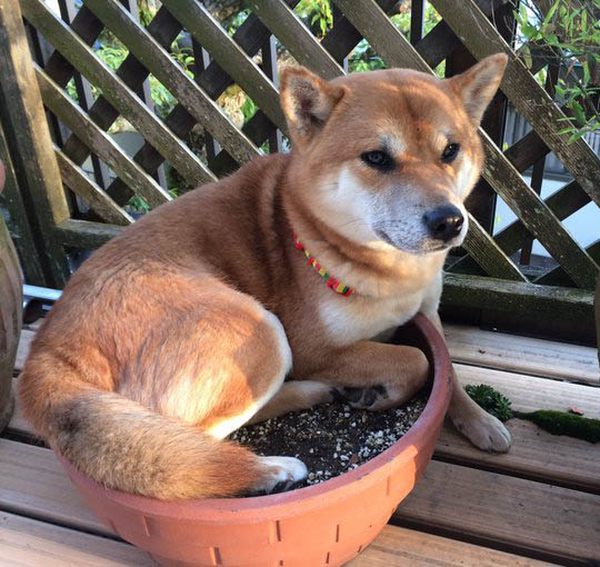 プランターに乗る柴犬