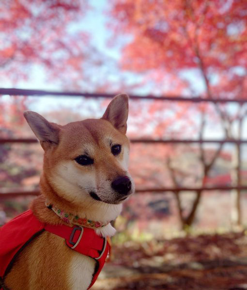 柴犬と紅葉