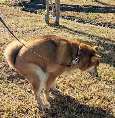 仕事中の柴犬