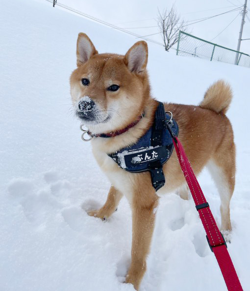 雪の中の柴犬