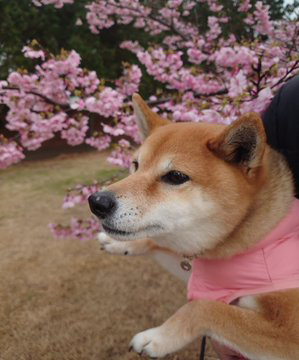 柴犬と桜