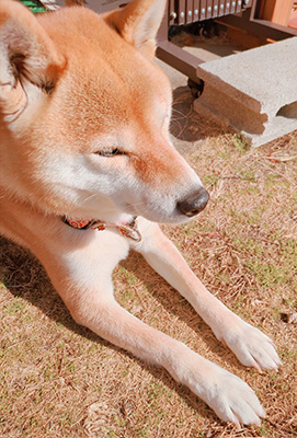 柴犬　ひなたぼっこ