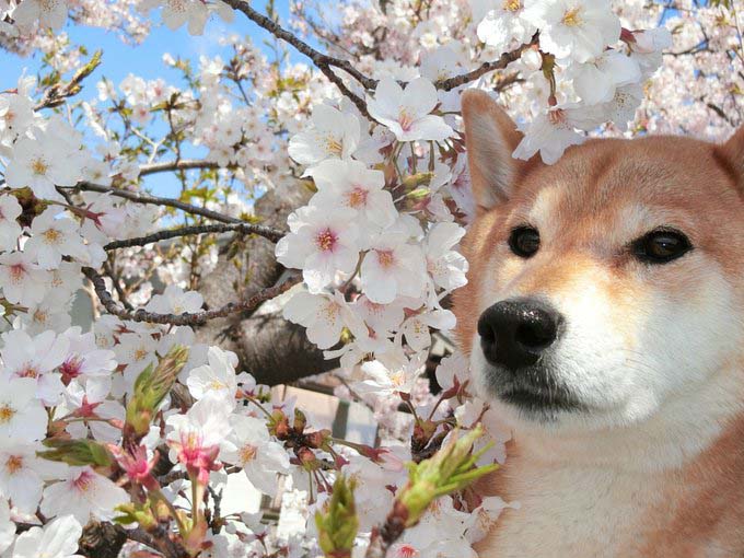 柴犬と桜