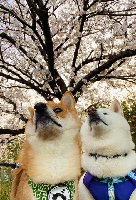 柴犬と桜